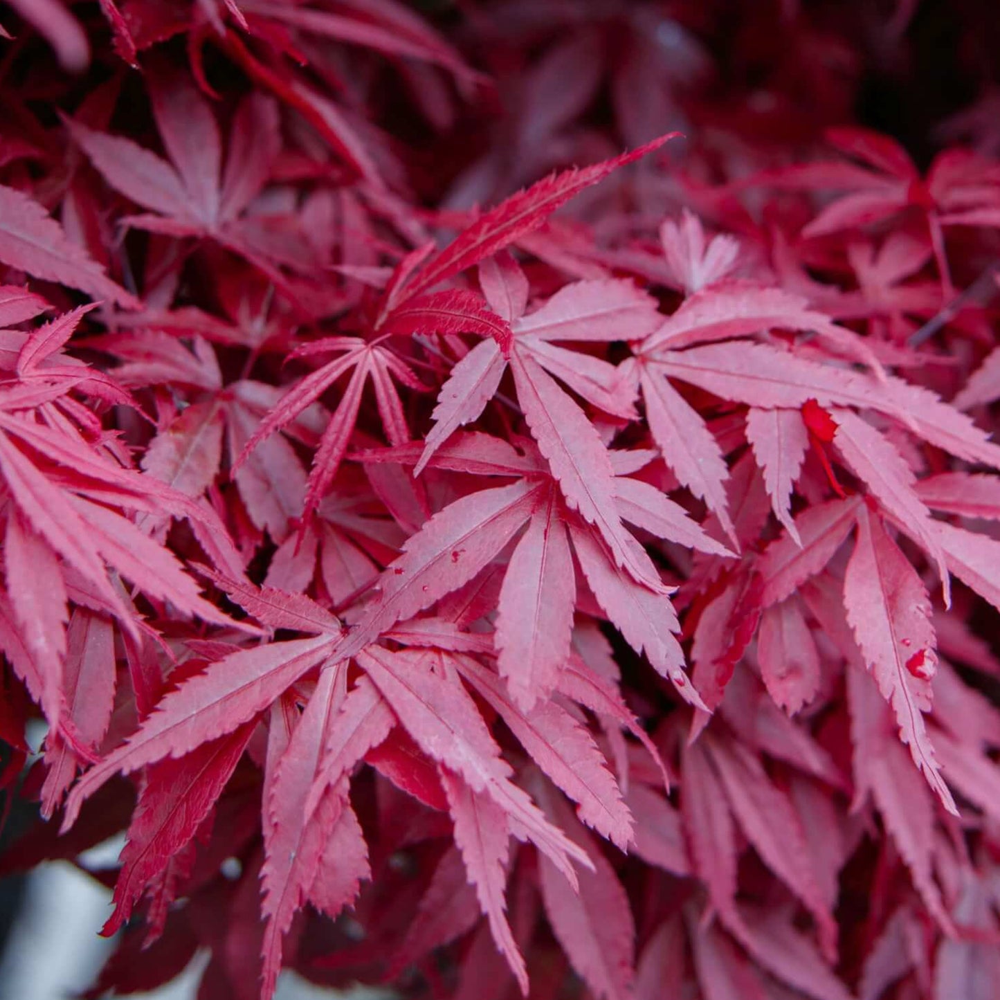 Acer Bloodgood