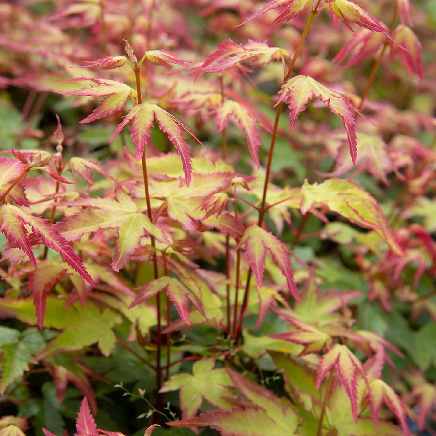 Acer Little Princess