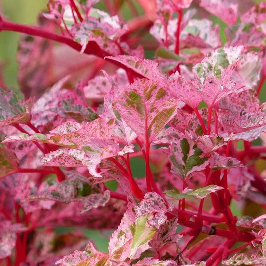 Acer Red Flamingo