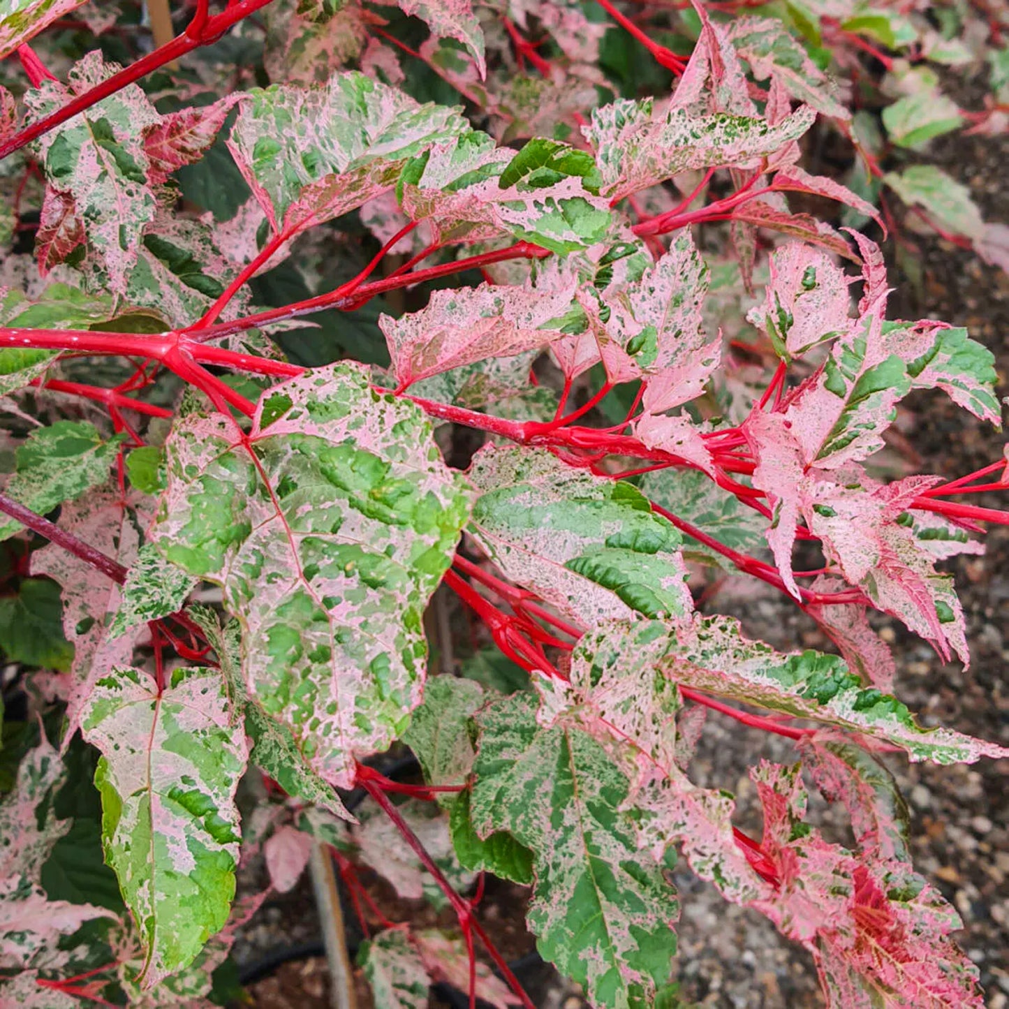 Acer Red Flamingo