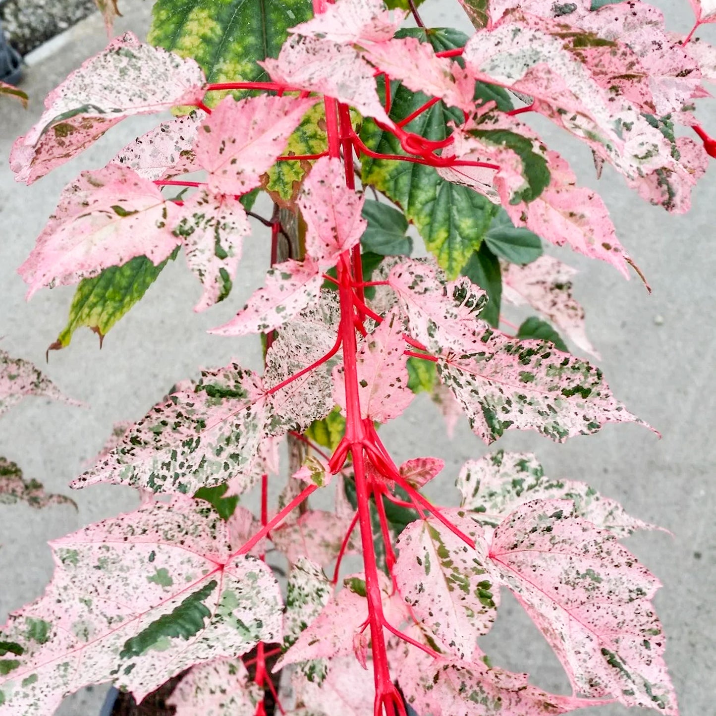 Acer Red Flamingo