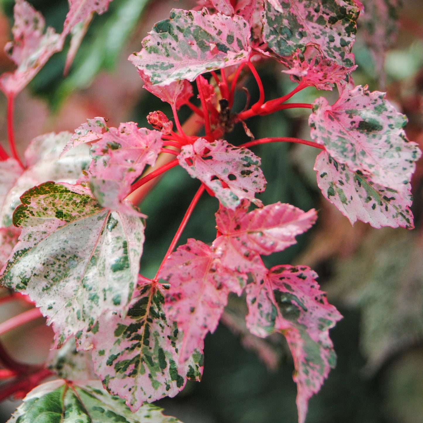 Acer Red Flamingo