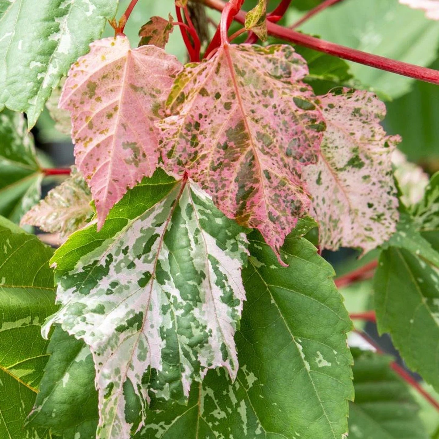 Acer Red Flamingo