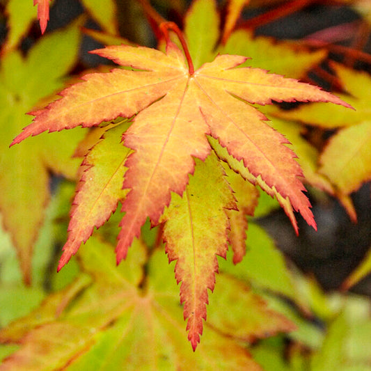 Acer Summer Gold