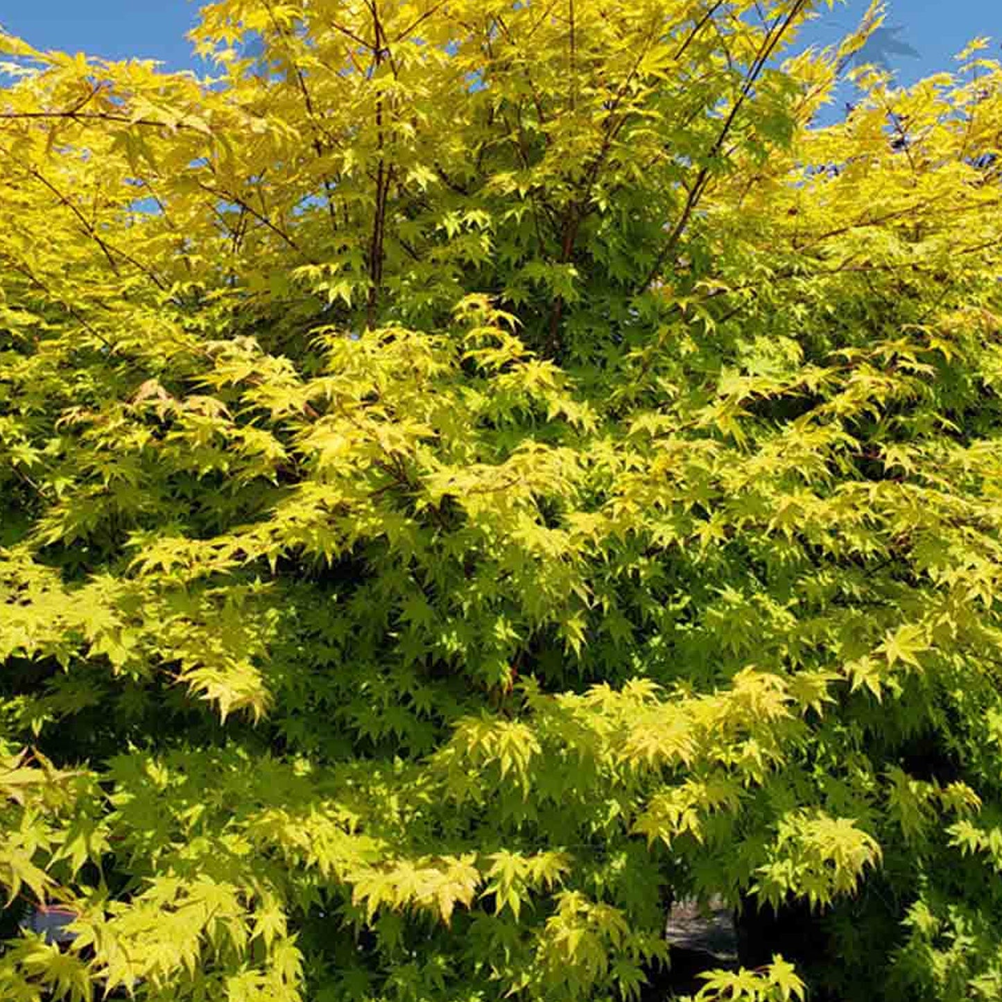 Acer Summer Gold