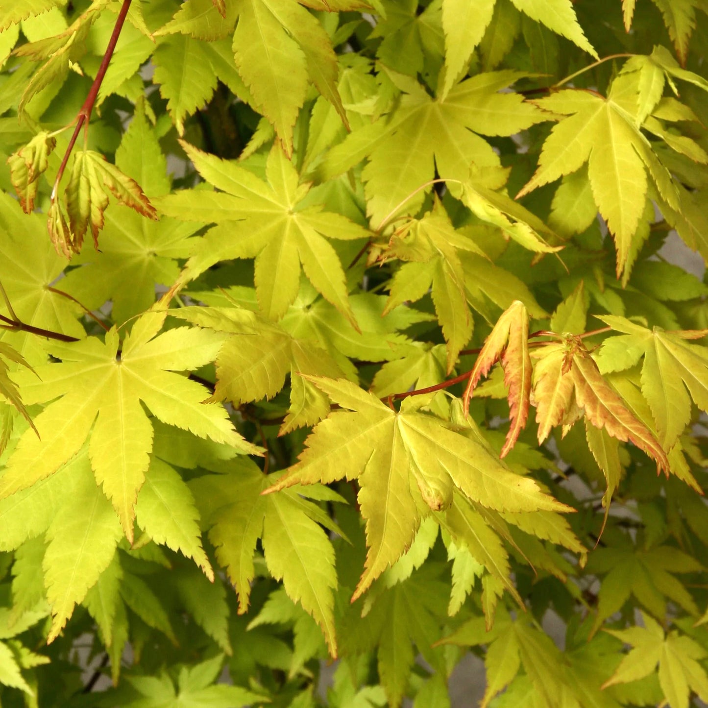 Acer Summer Gold