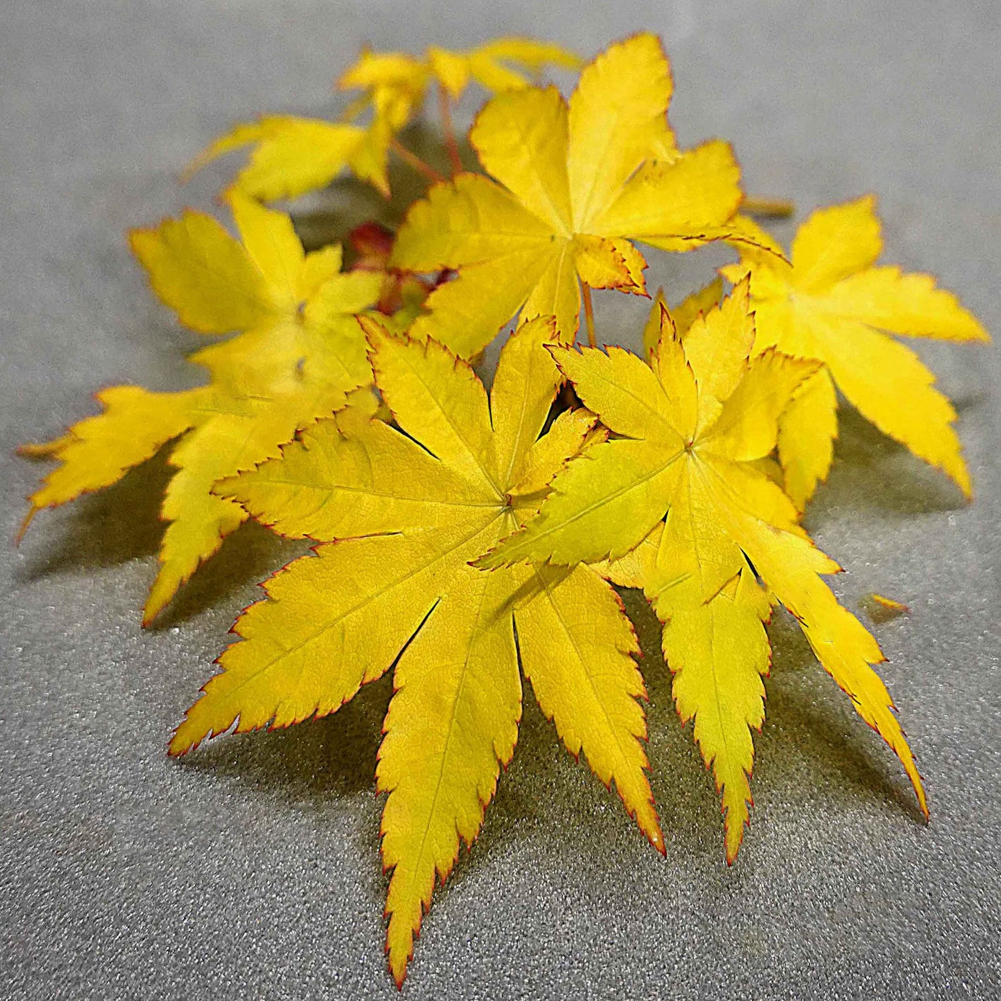 Acer Summer Gold