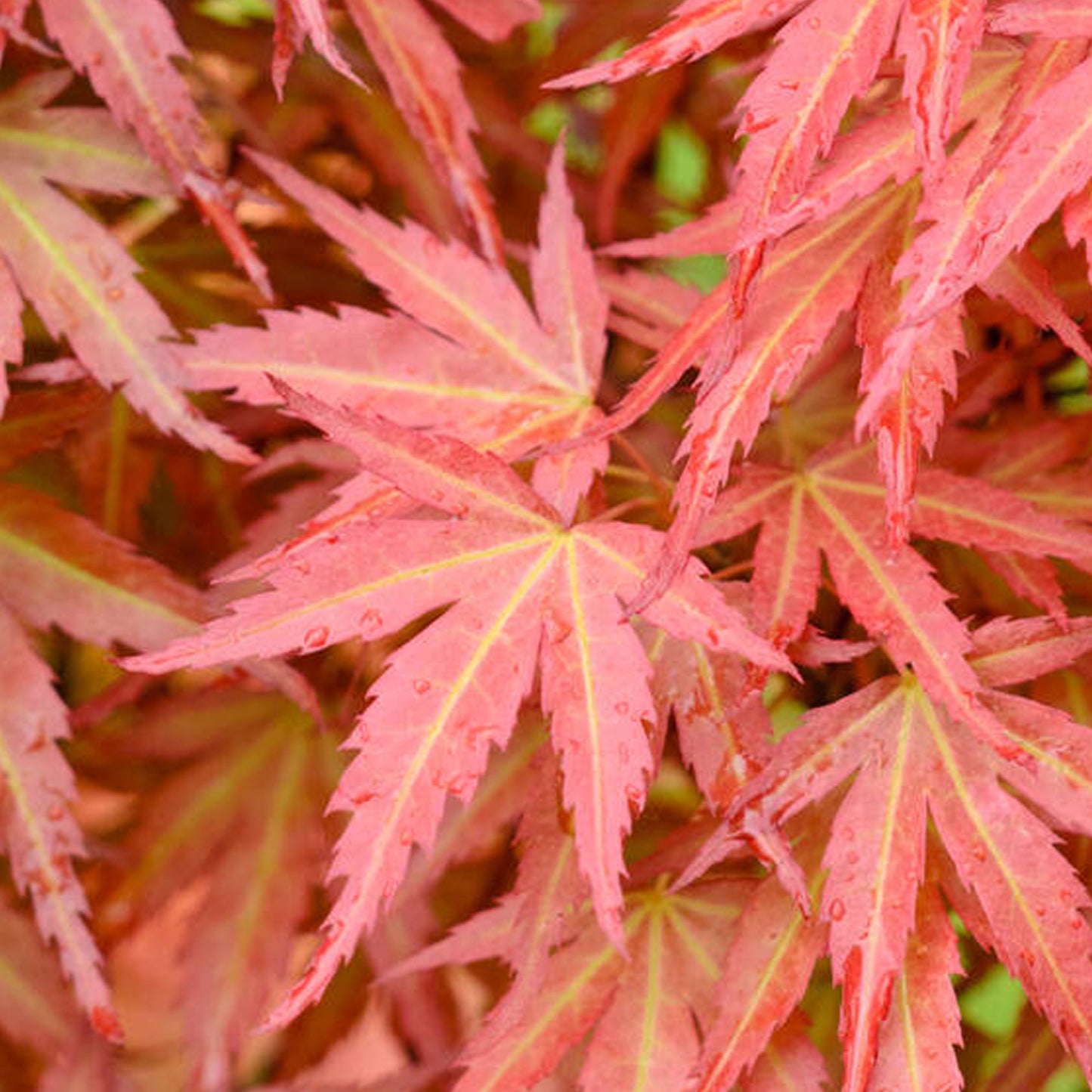 Acer Wilson's Pink Dwarf