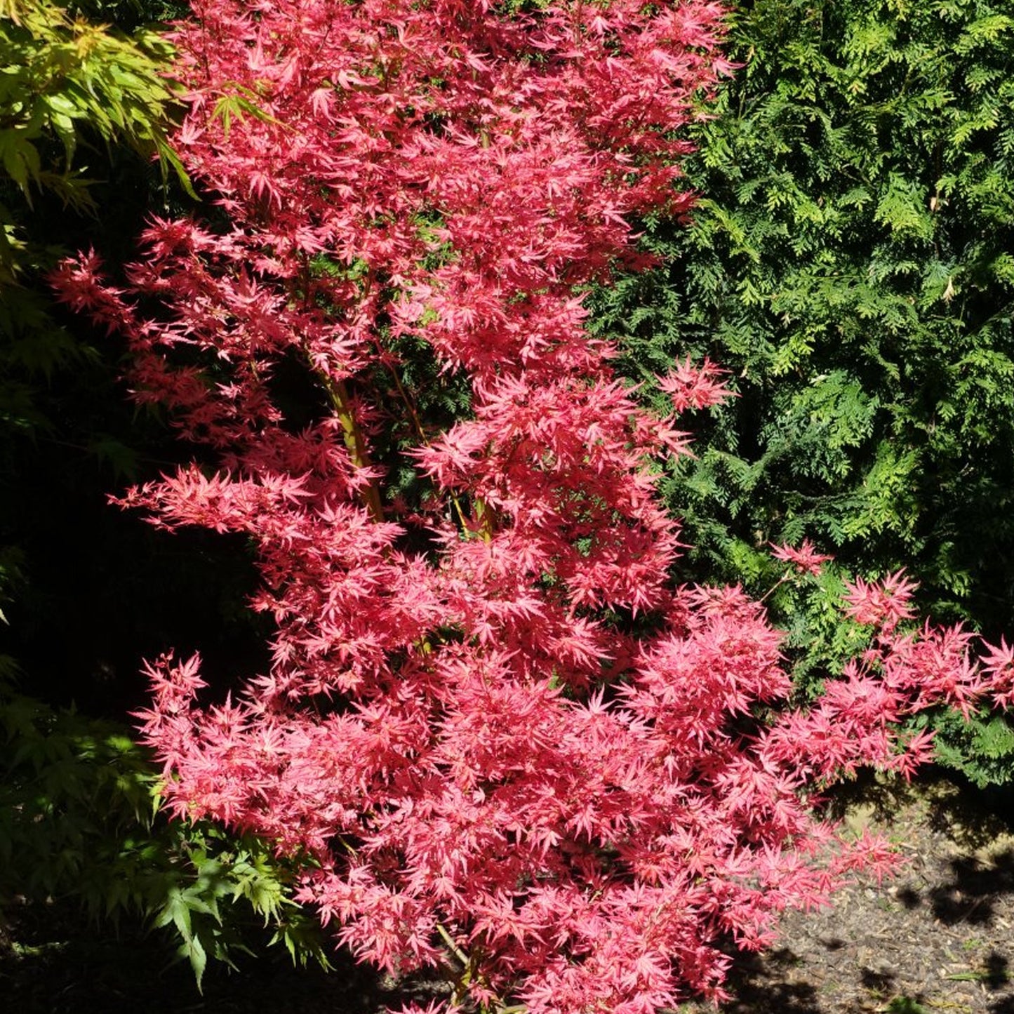 Acer Wilson's Pink Dwarf