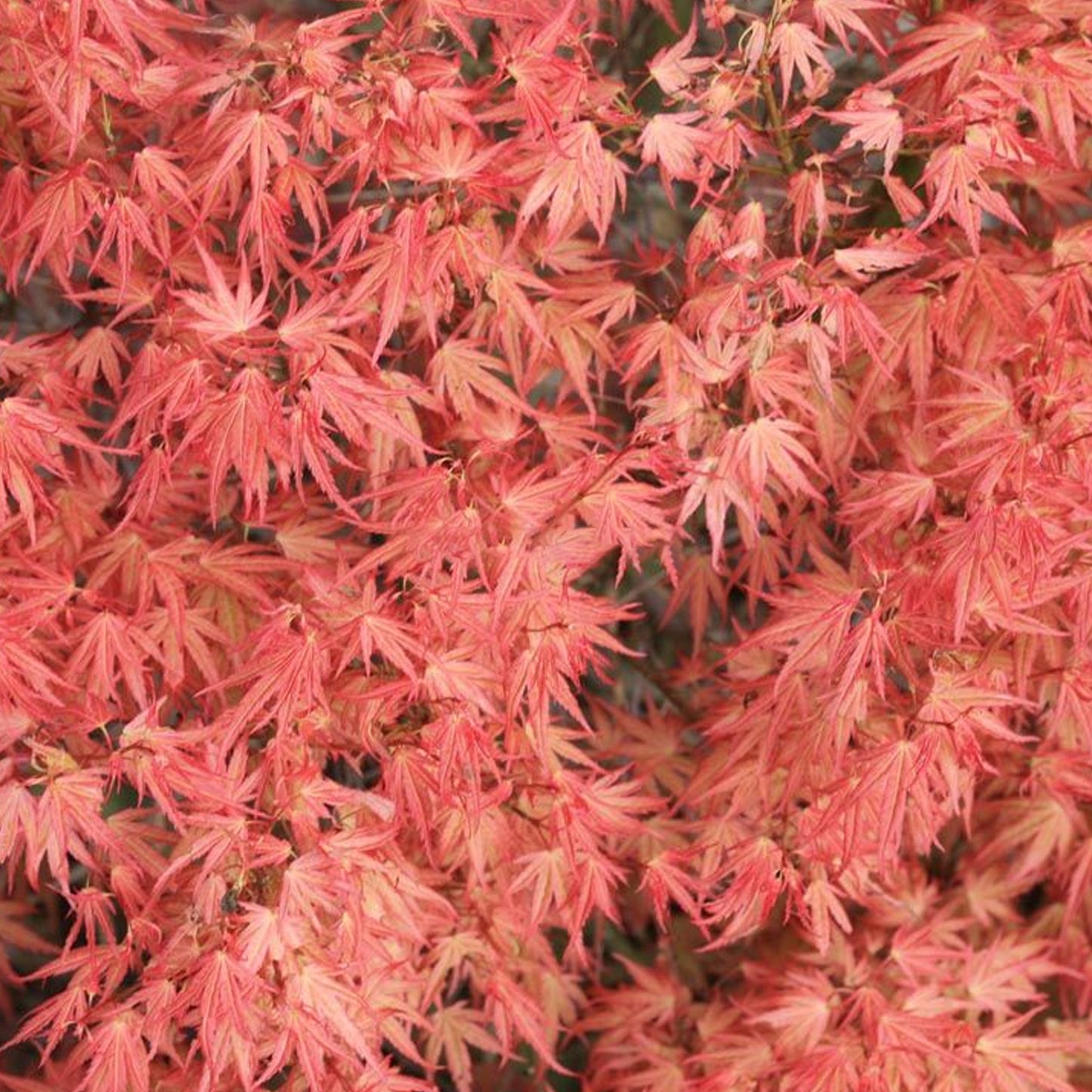 Acer Wilson's Pink Dwarf
