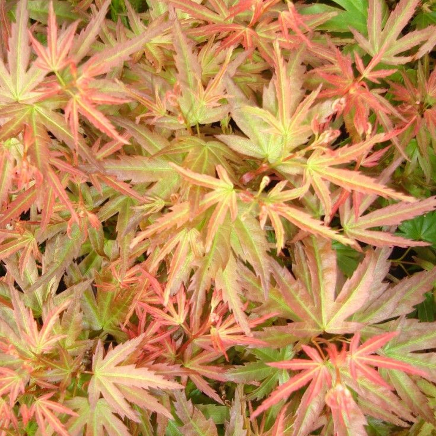 Acer Wilson's Pink Dwarf