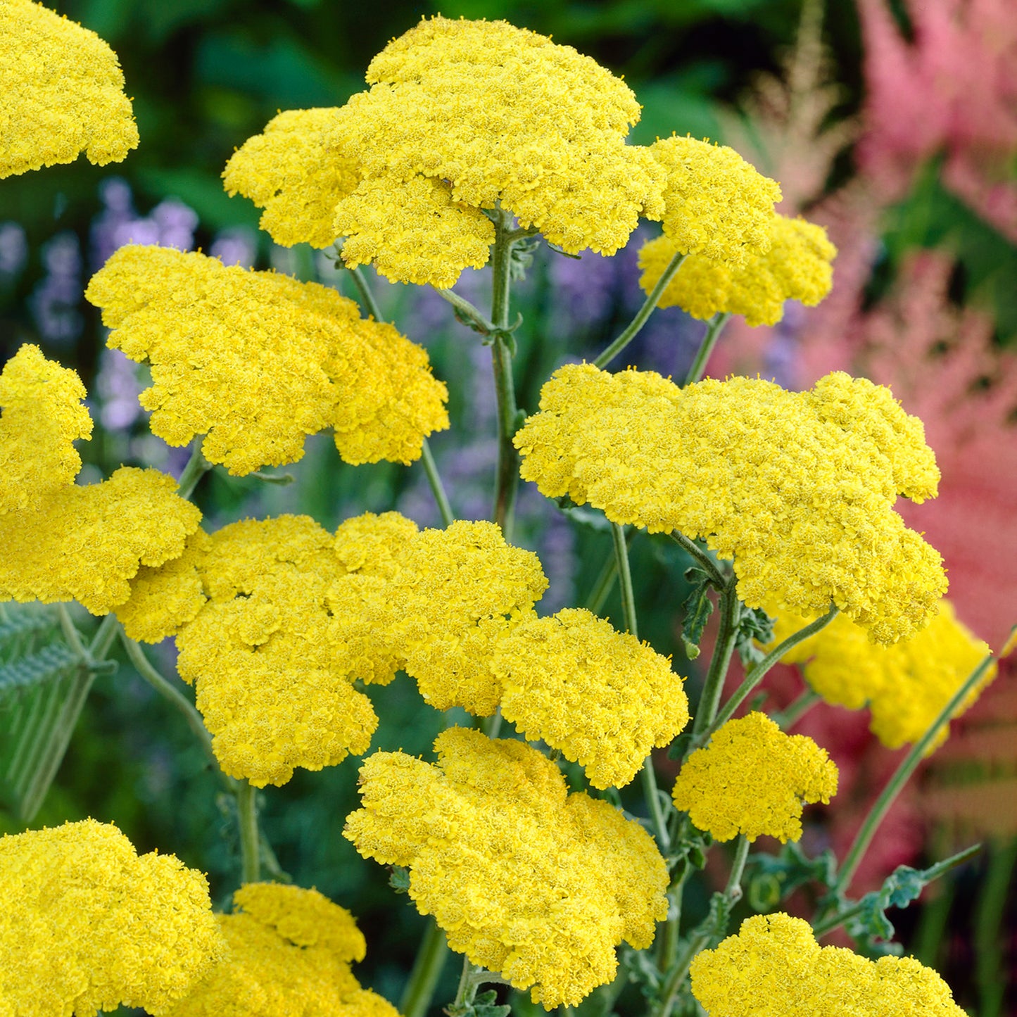 Achillea Moonshine