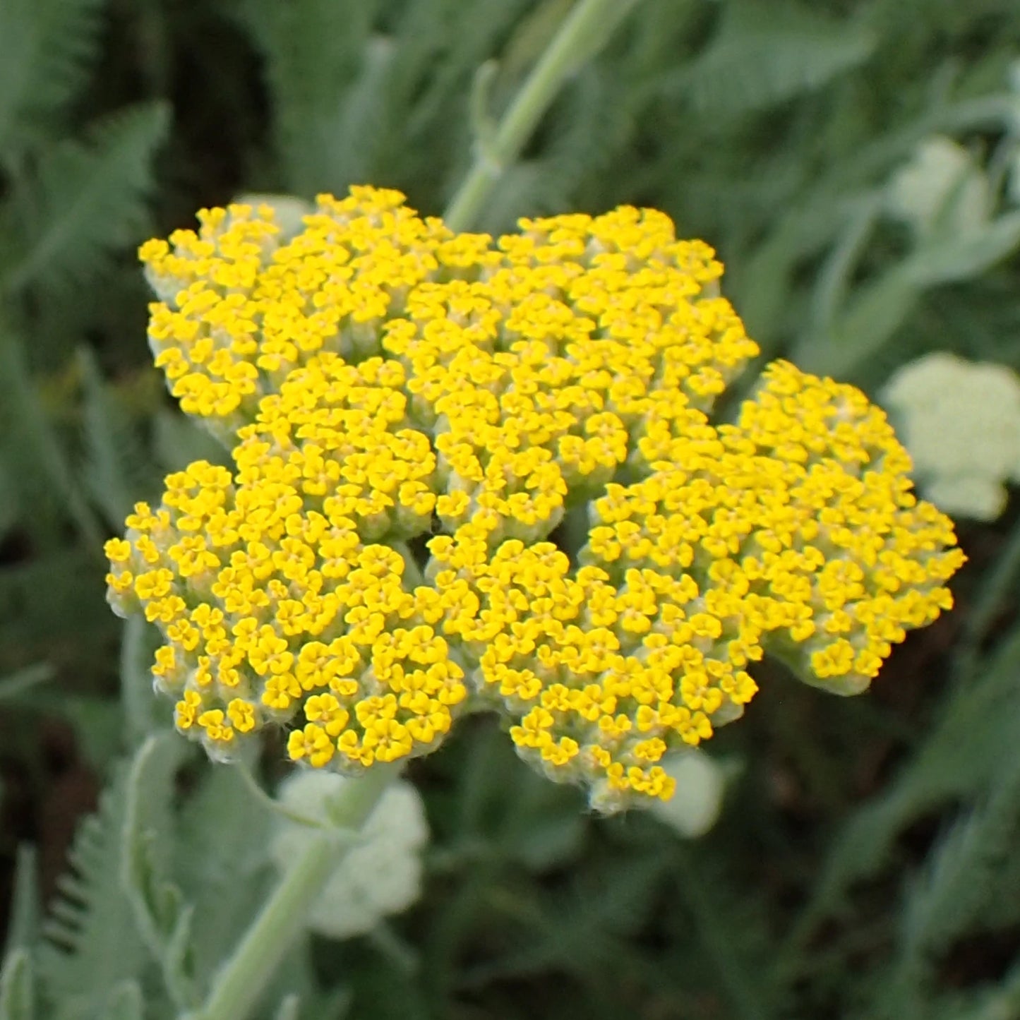 Achillea Moonshine