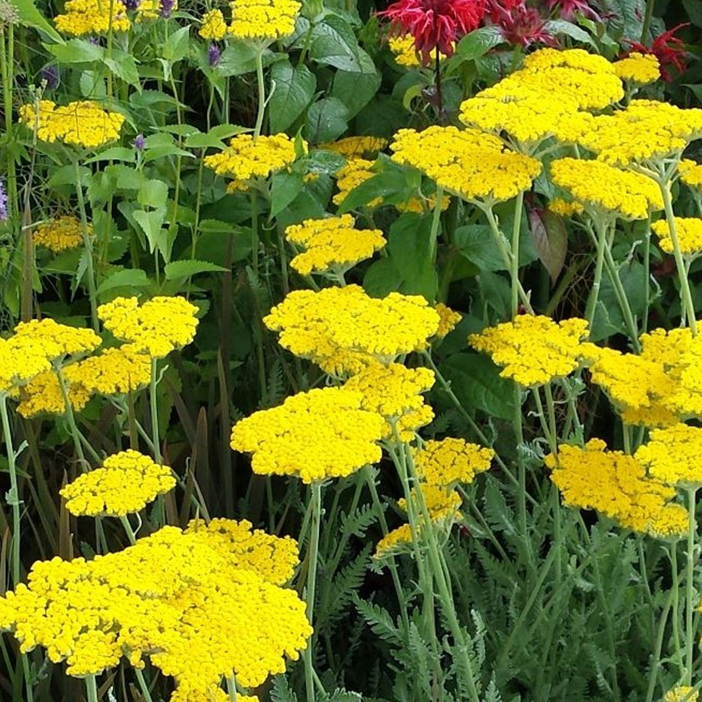Achillea Moonshine