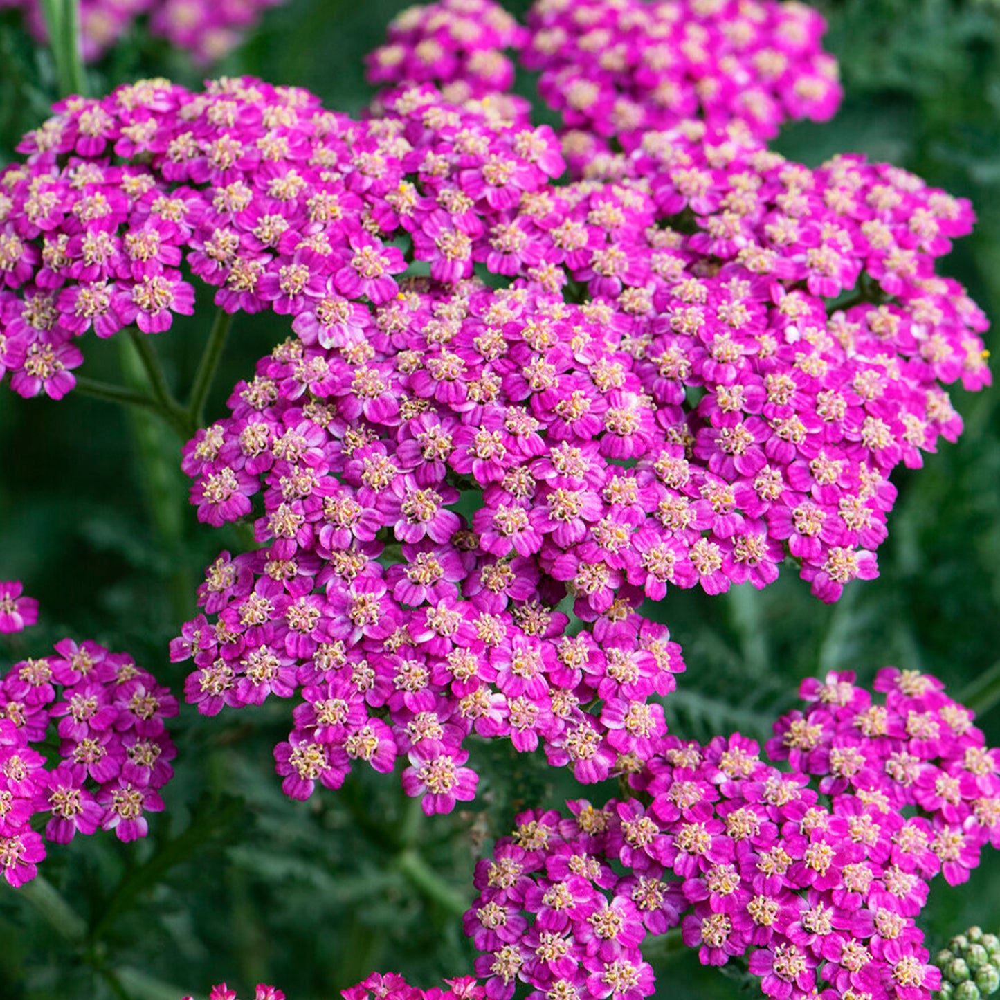 Achillea New Vintage Rose