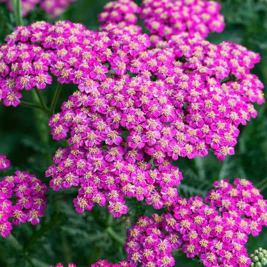 Achillea New Vintage Rose