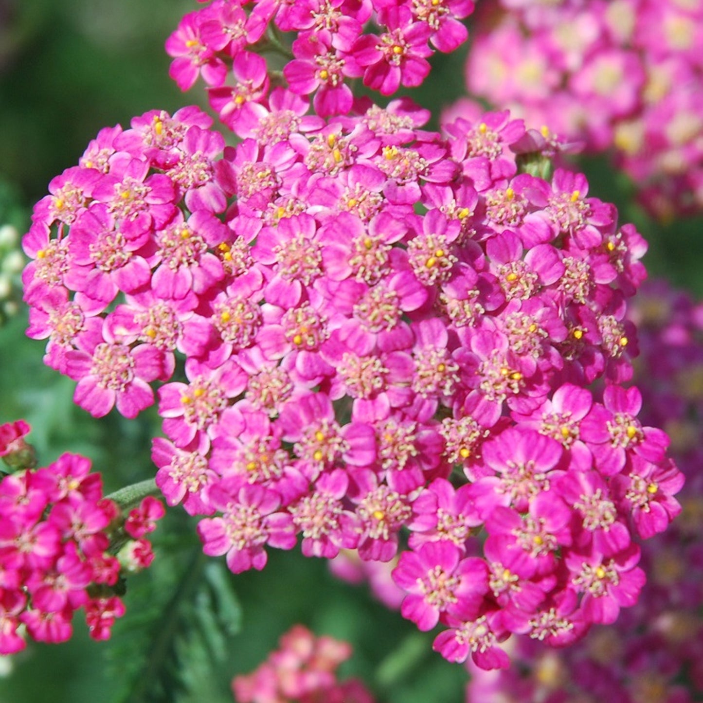 Achillea New Vintage Rose