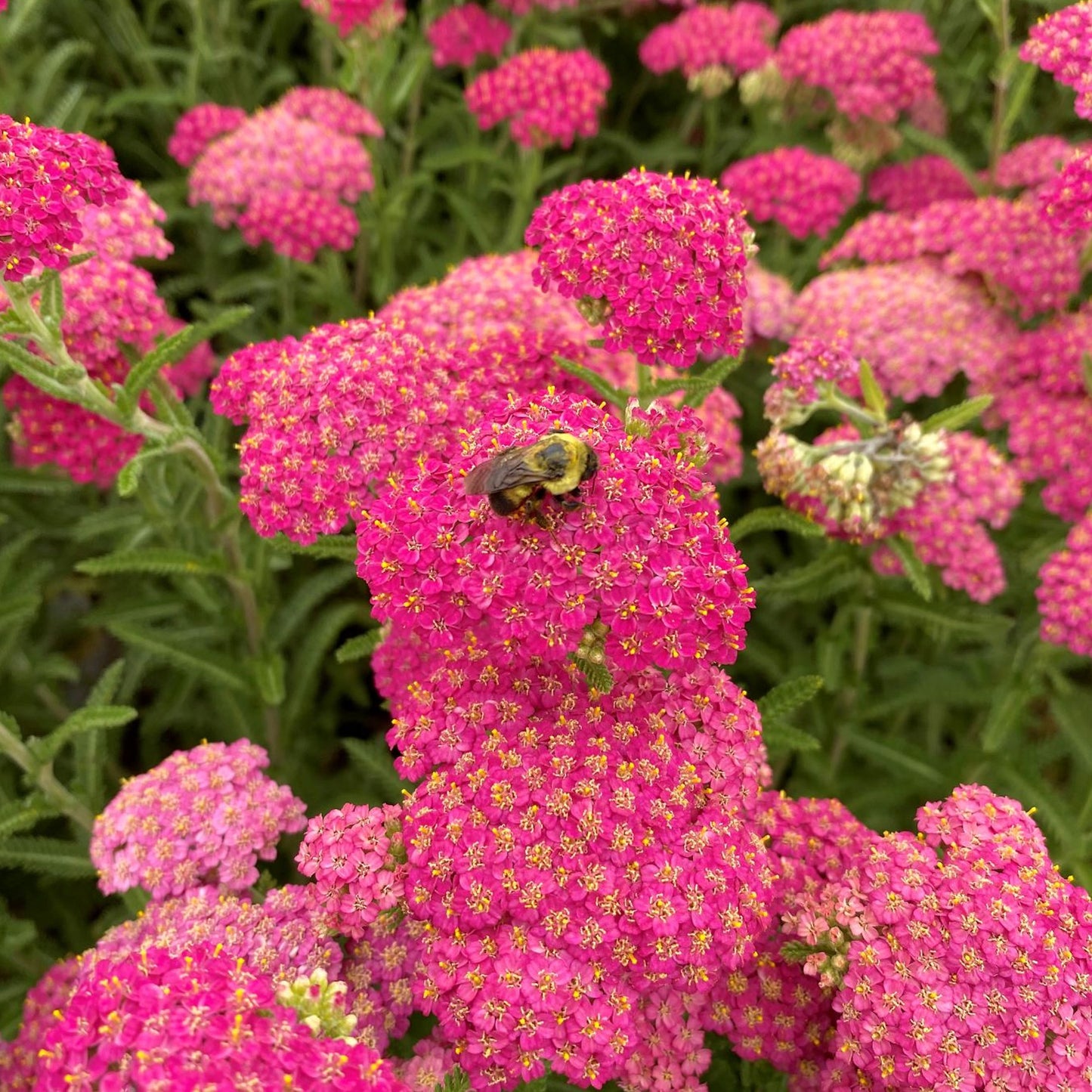 Achillea New Vintage Rose