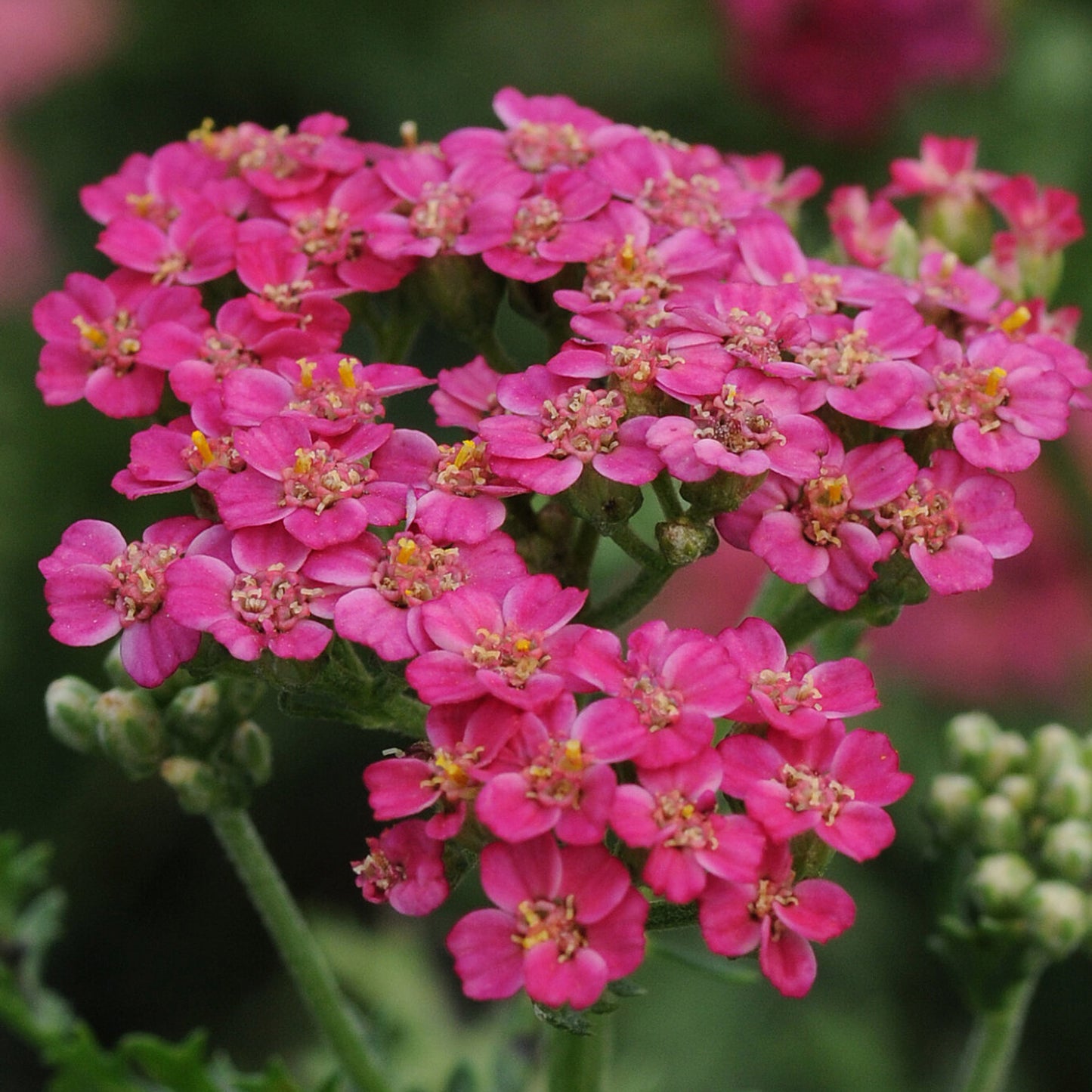 Achillea New Vintage Rose