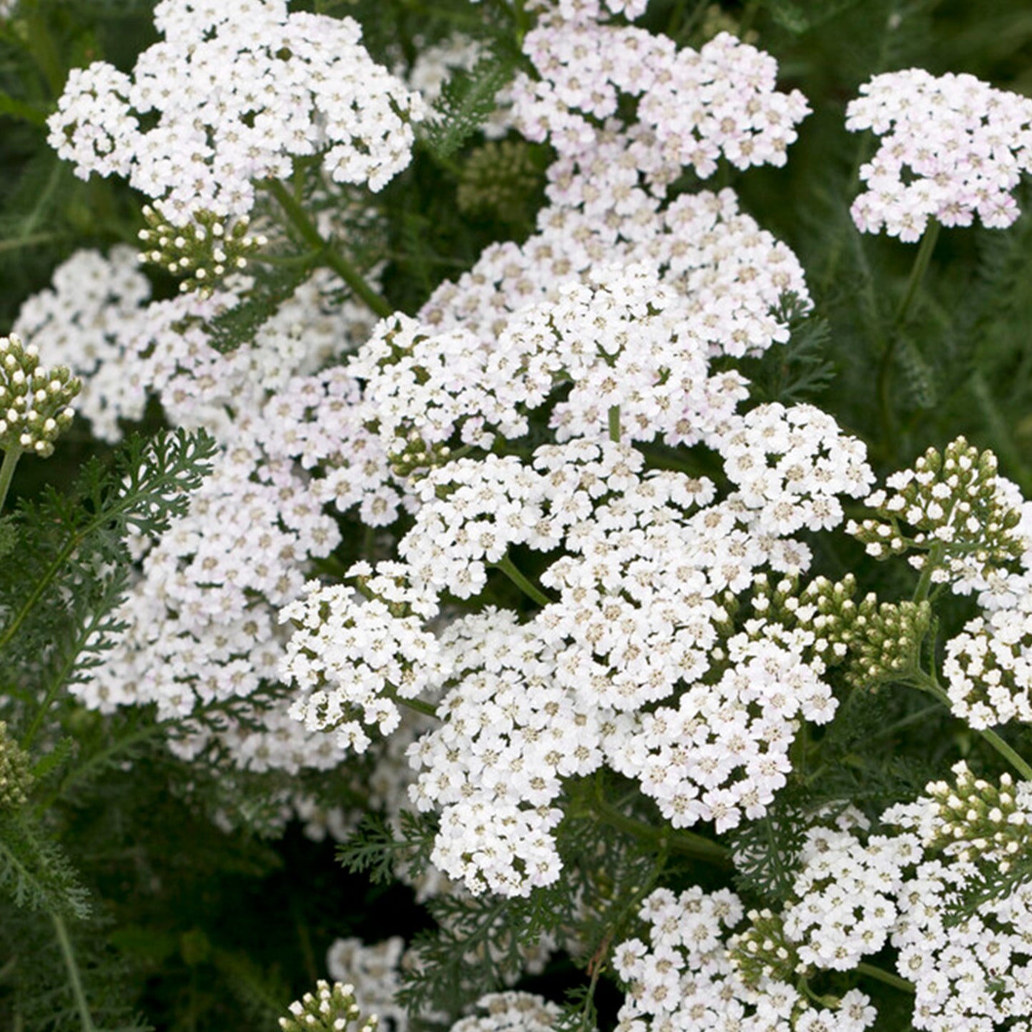 Achillea New Vintage White