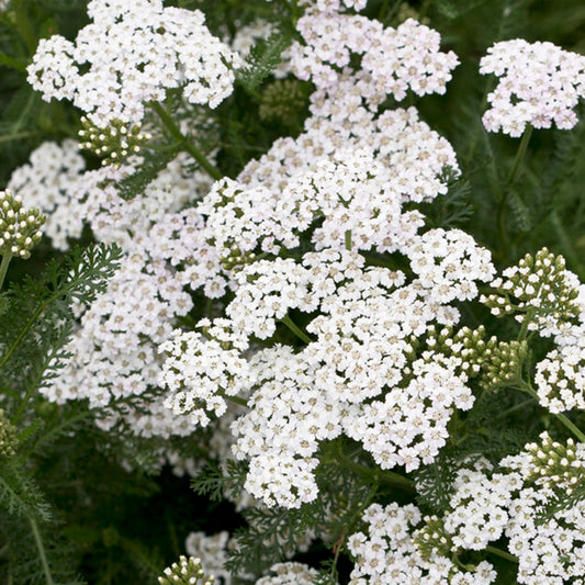 Achillea New Vintage White