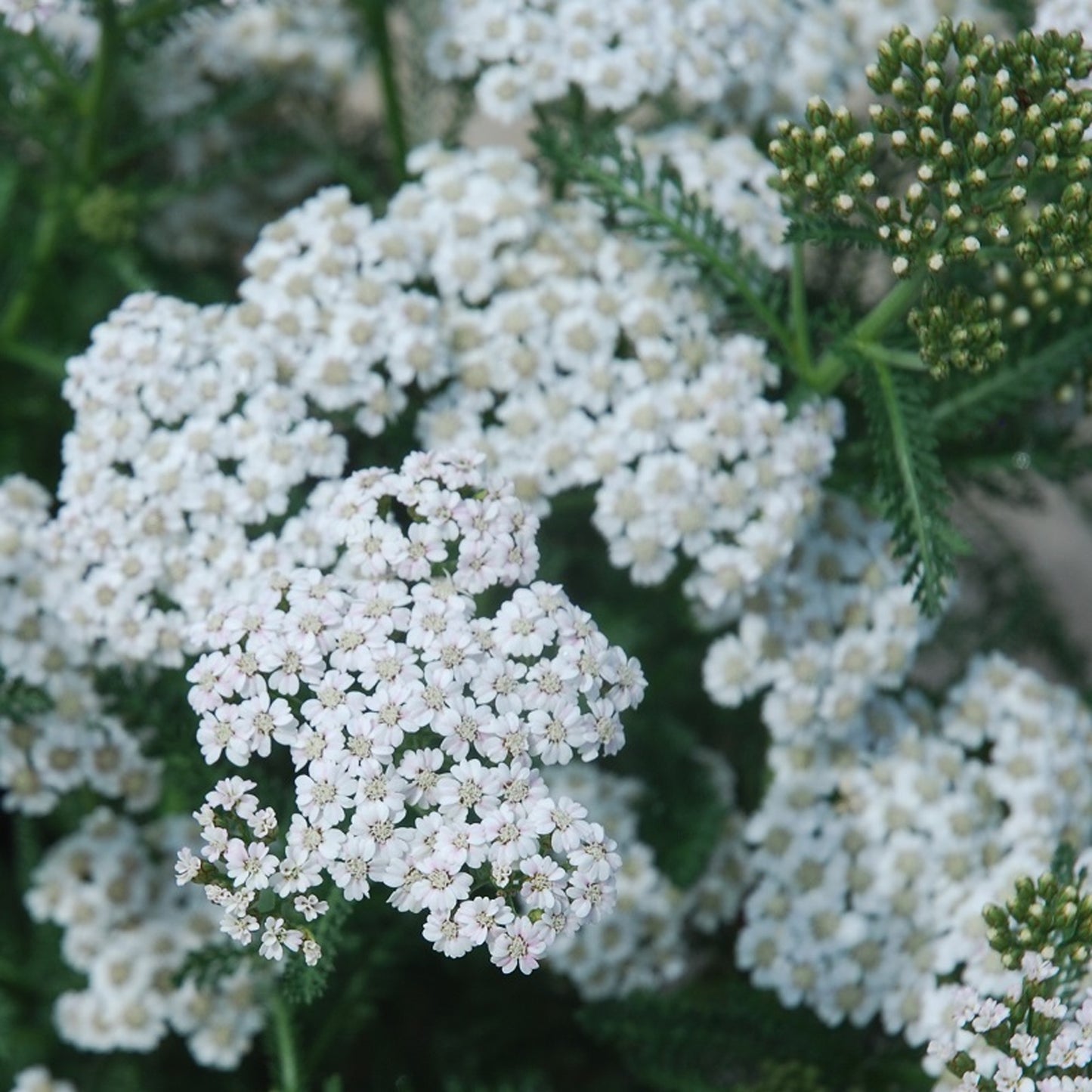 Achillea New Vintage White