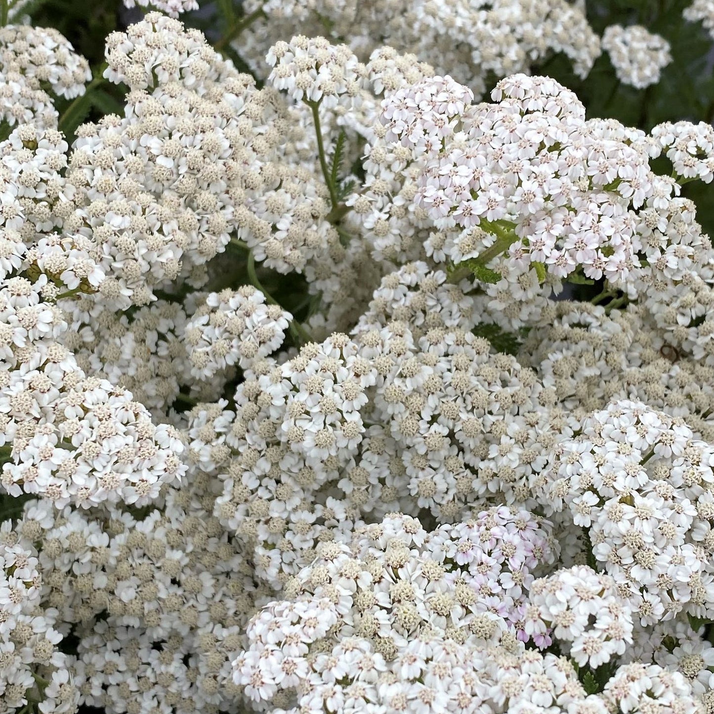 Achillea New Vintage White