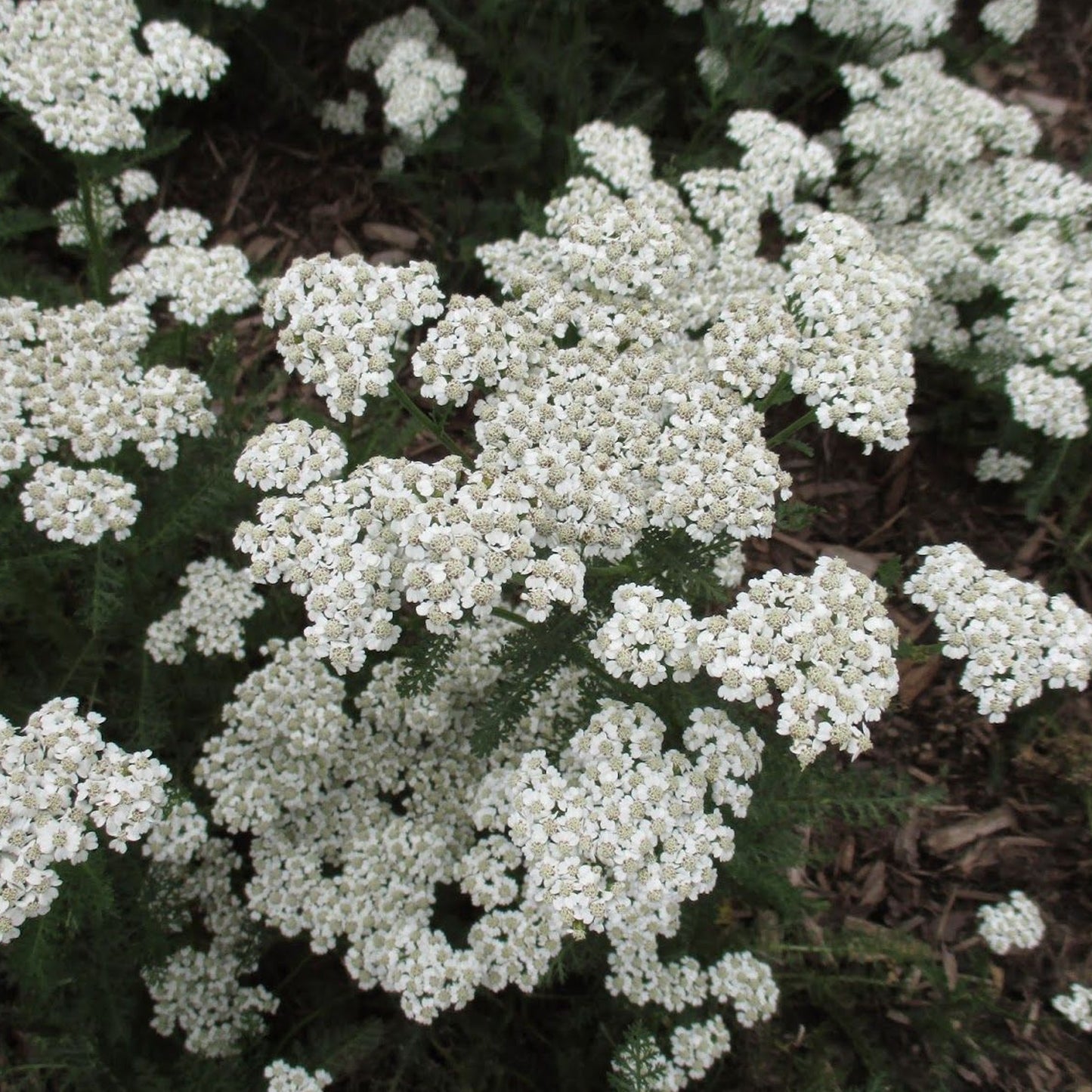 Achillea New Vintage White
