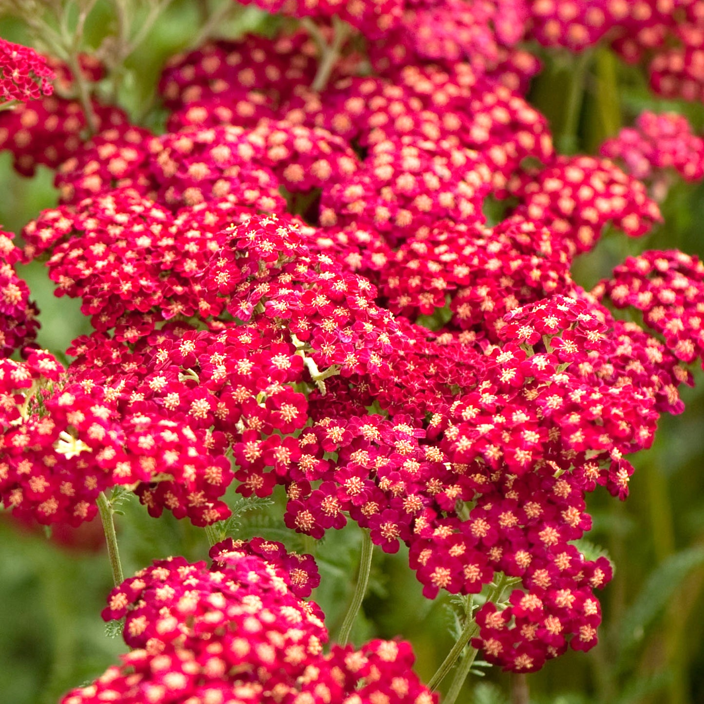 Achillea Red Velvet