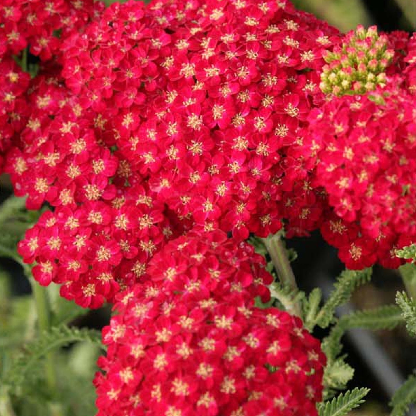 Achillea Red Velvet