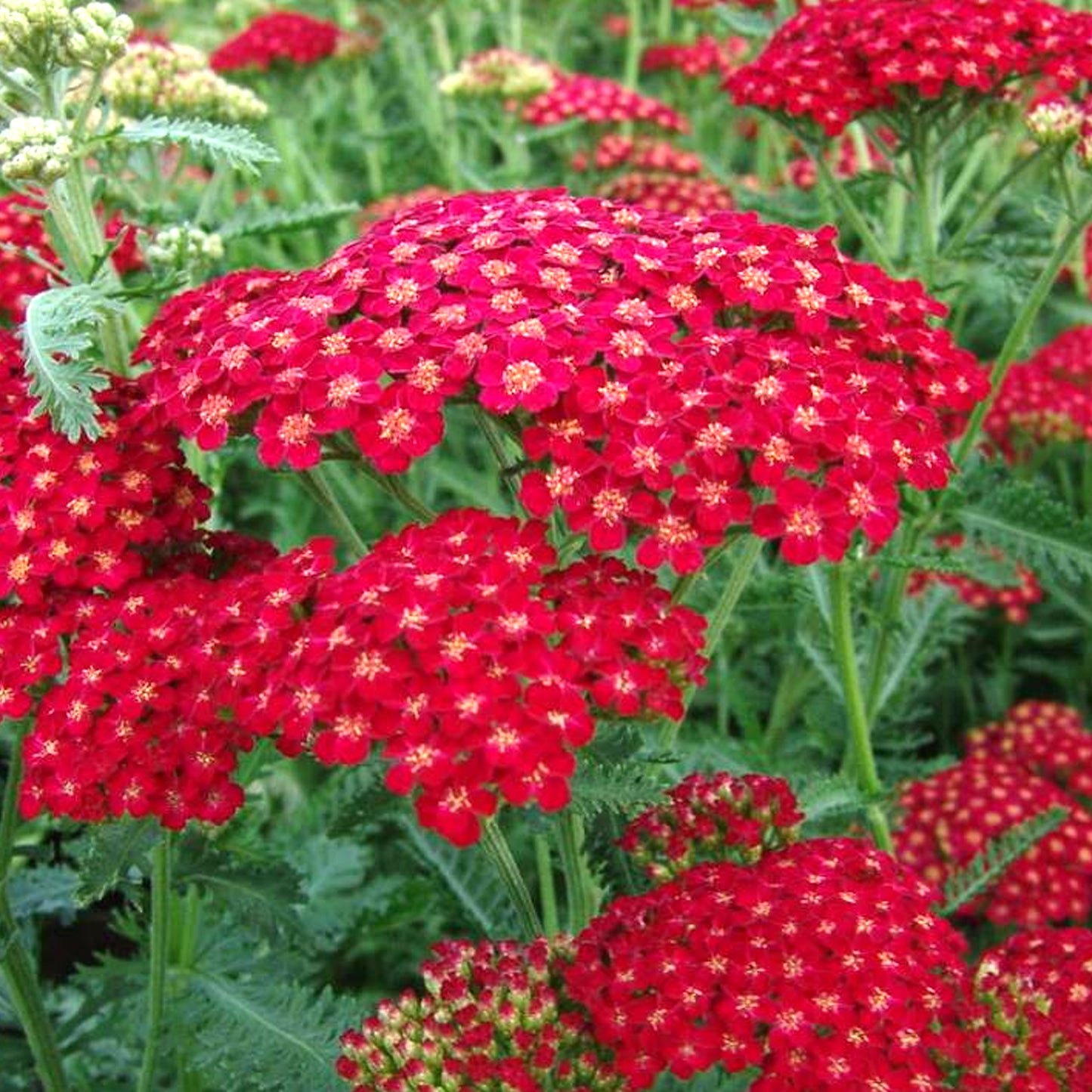 Achillea Red Velvet
