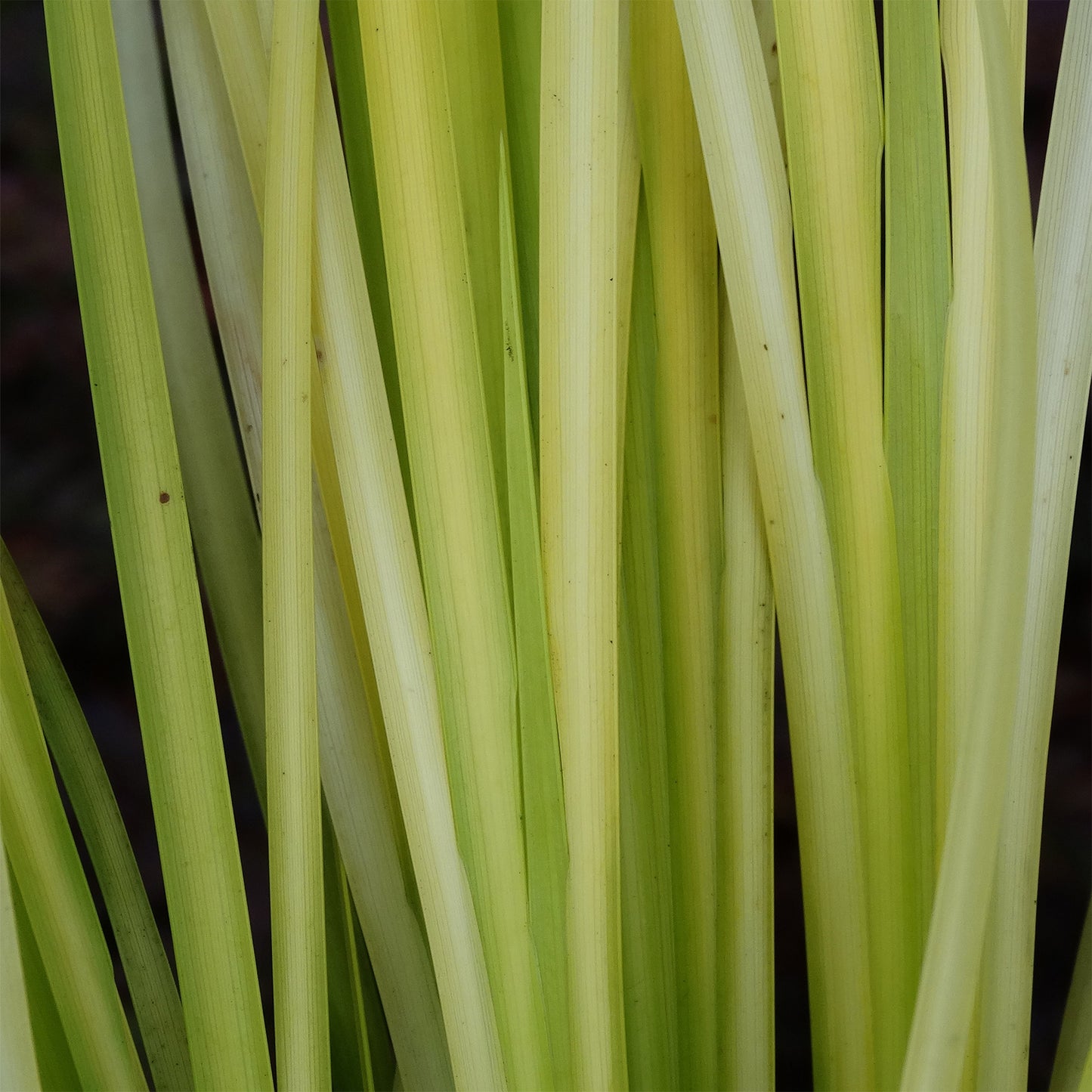 Acorus Golden Delight