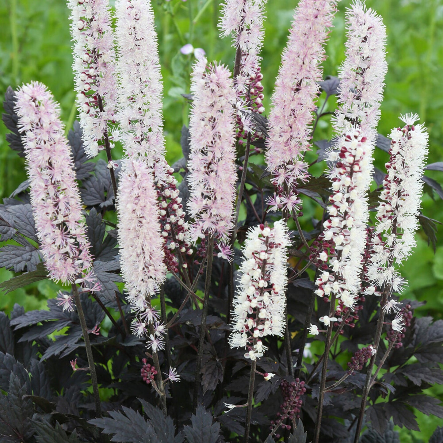 Actaea Chocoholic