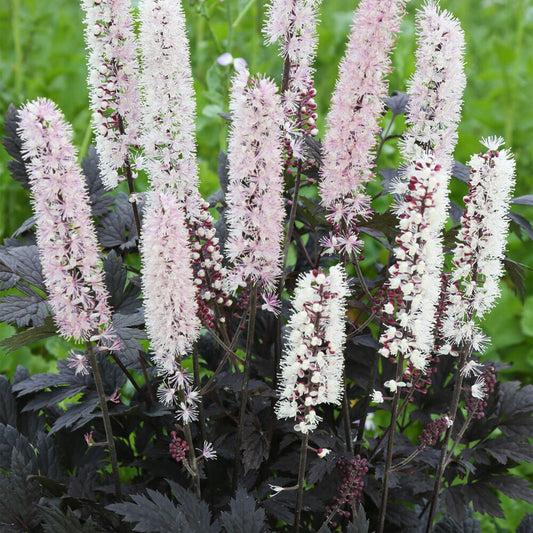 Actaea Chocoholic