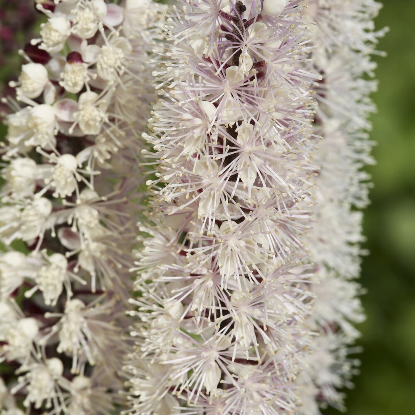 Actaea Chocoholic