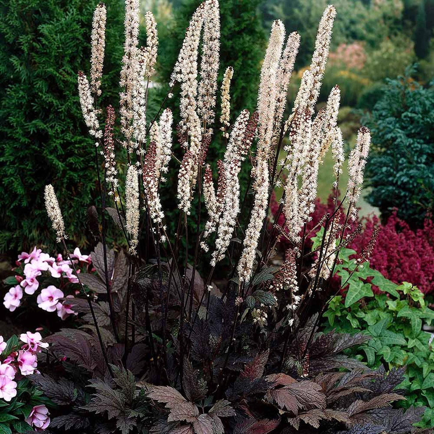 Actaea Chocoholic