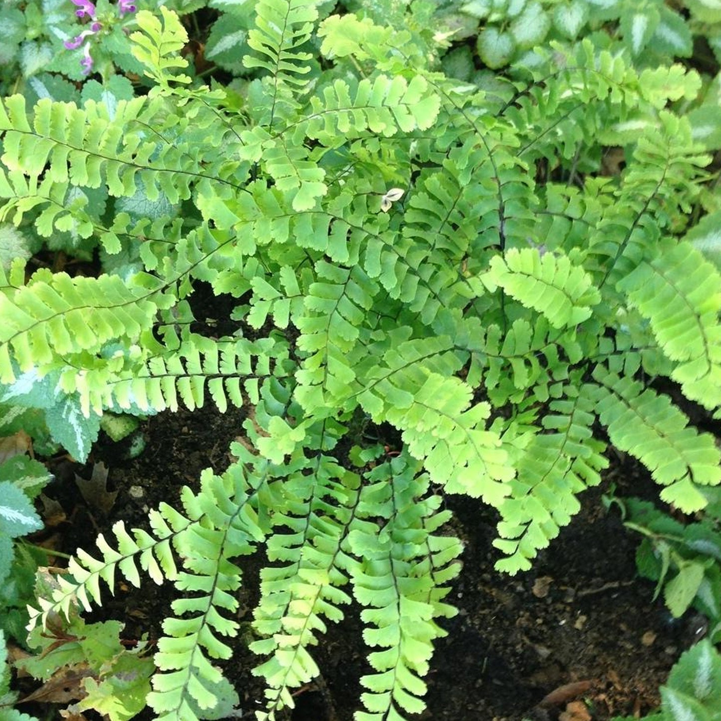 Adiantum Pedatum
