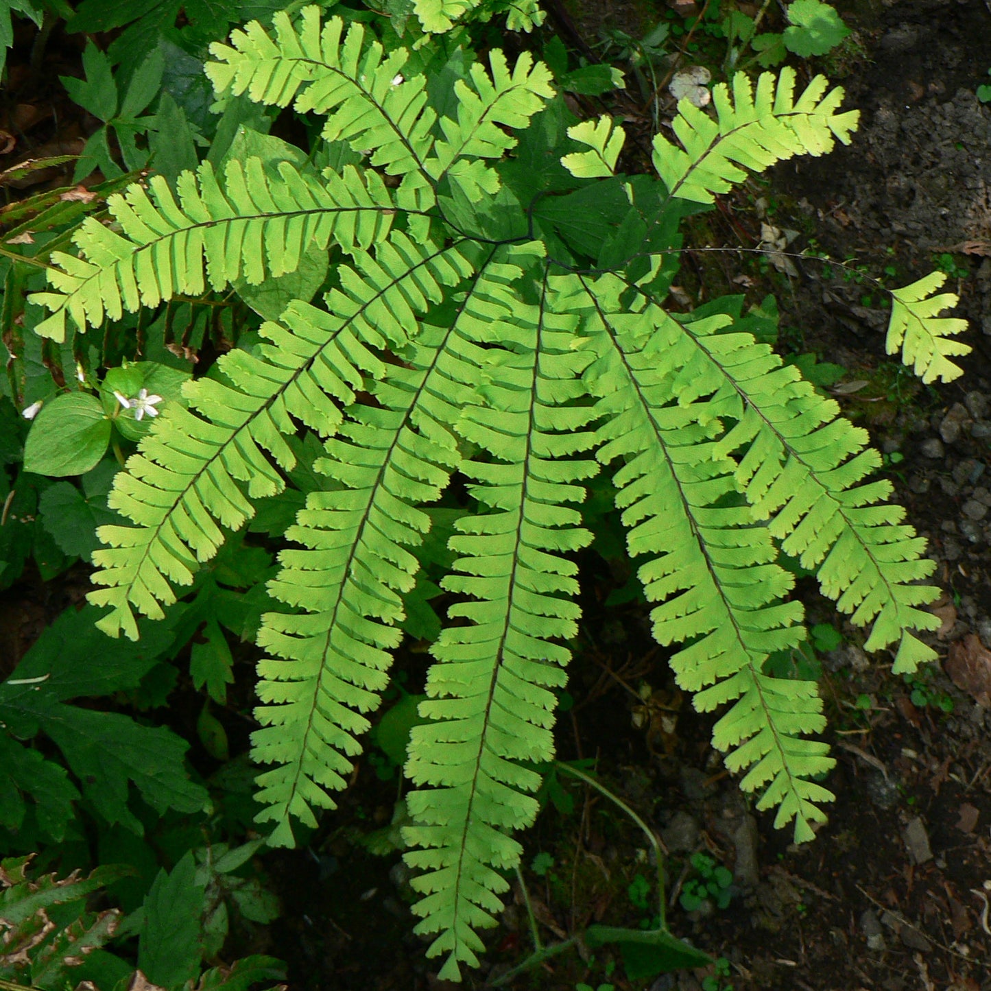 Adiantum Pedatum