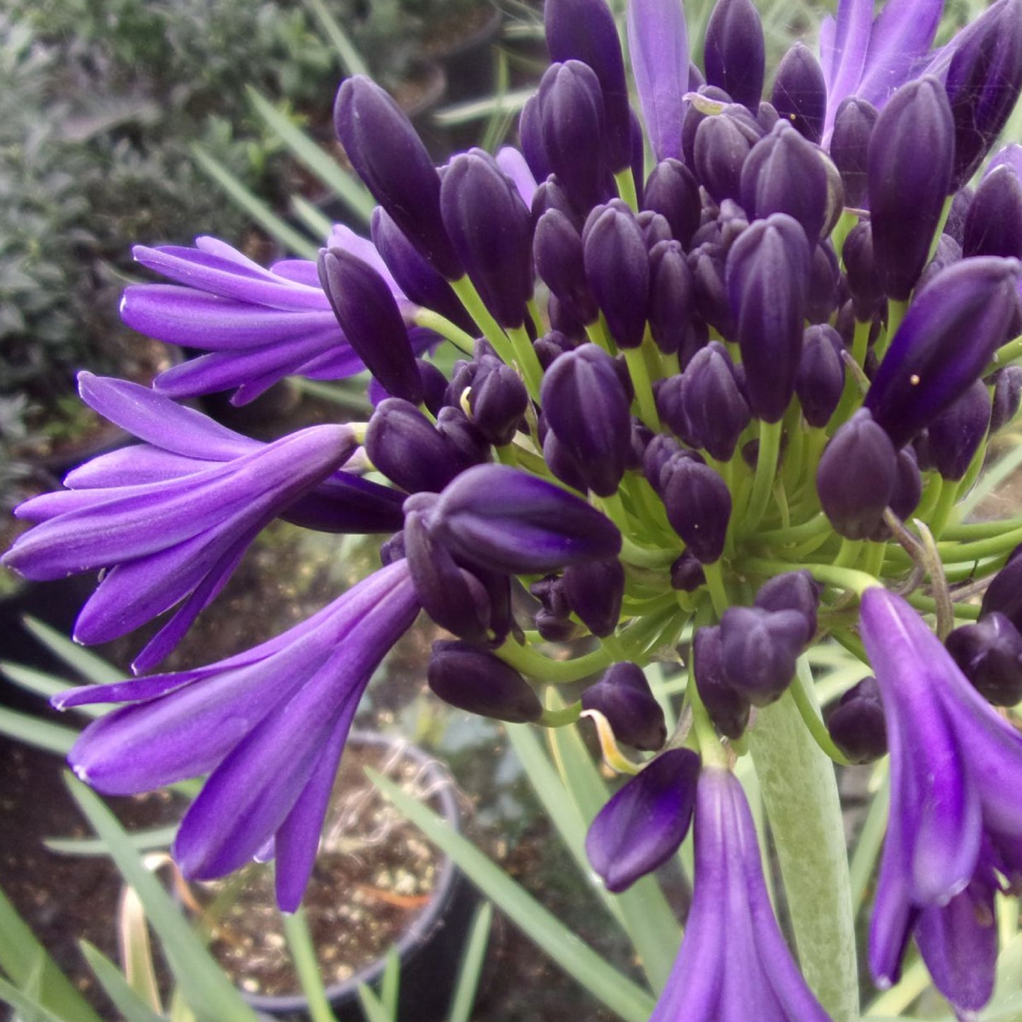 Agapanthus Royal Velvet