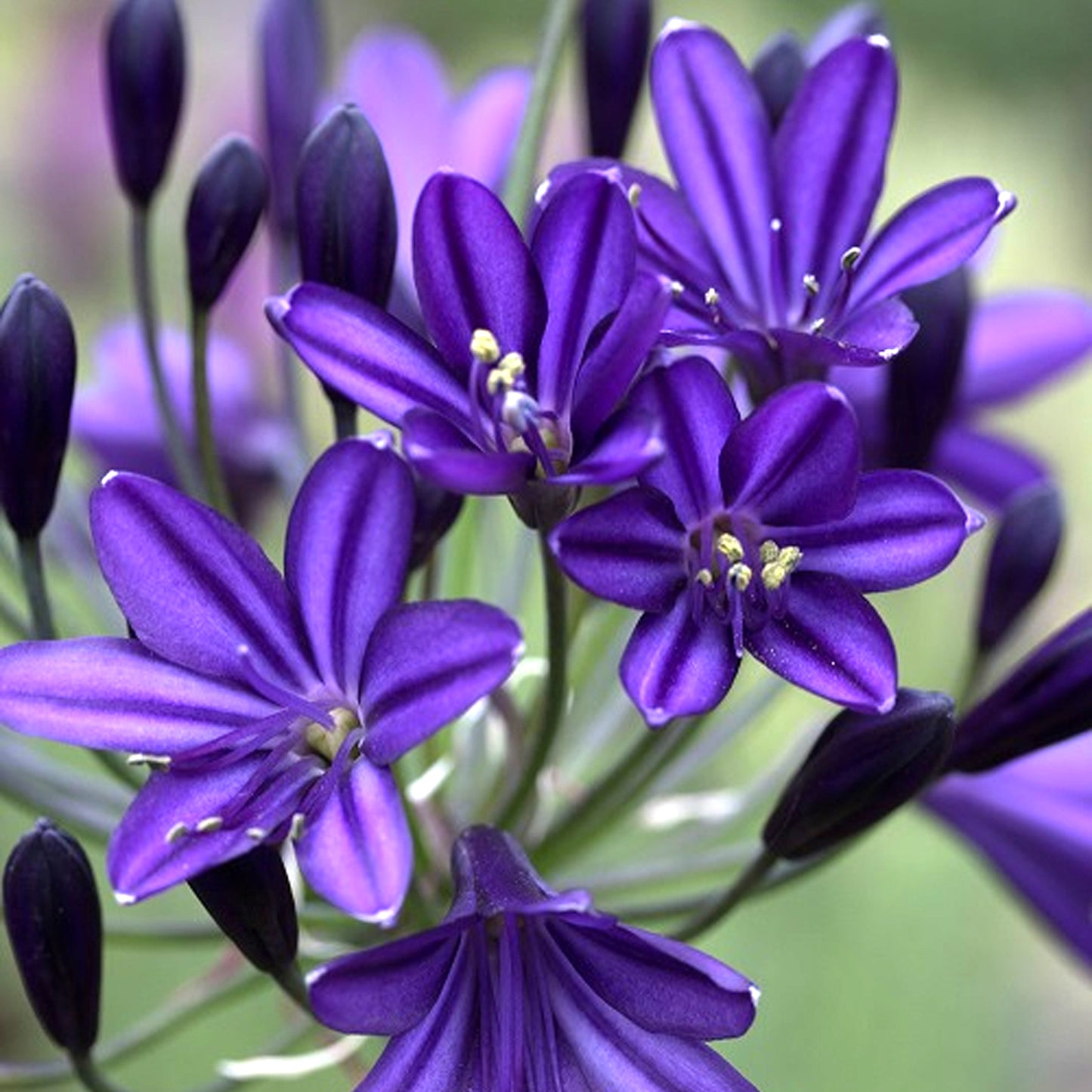 Agapanthus Royal Velvet