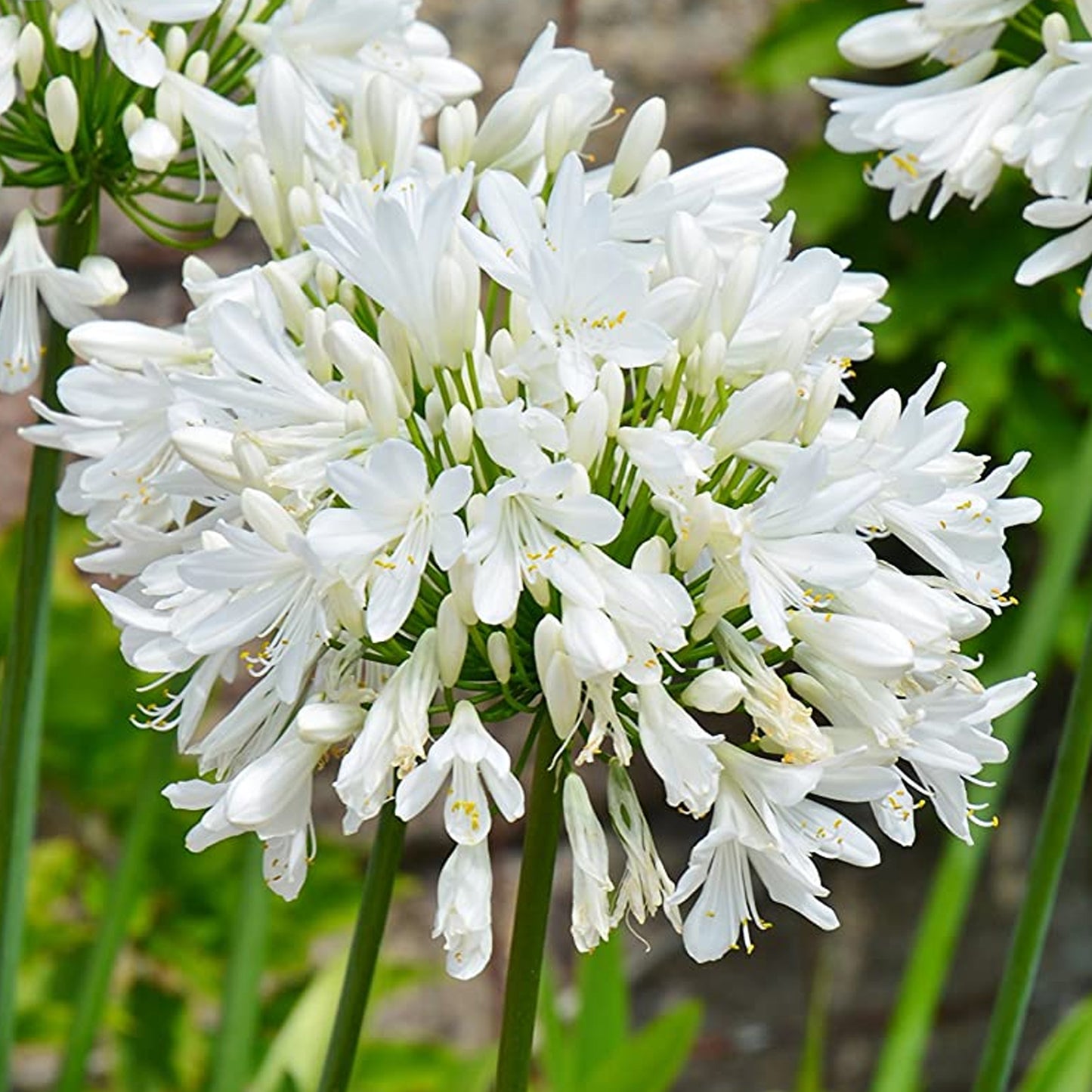Agapanthus Bridal Bouquet