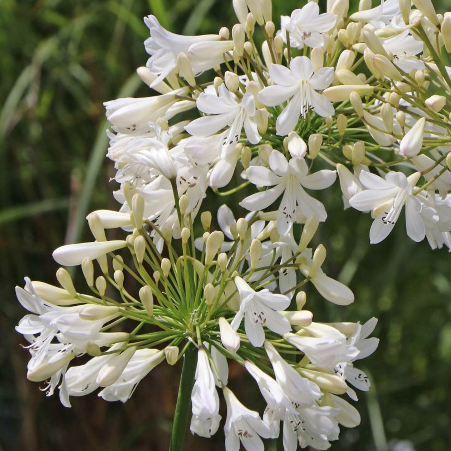 Agapanthus Bridal Bouquet