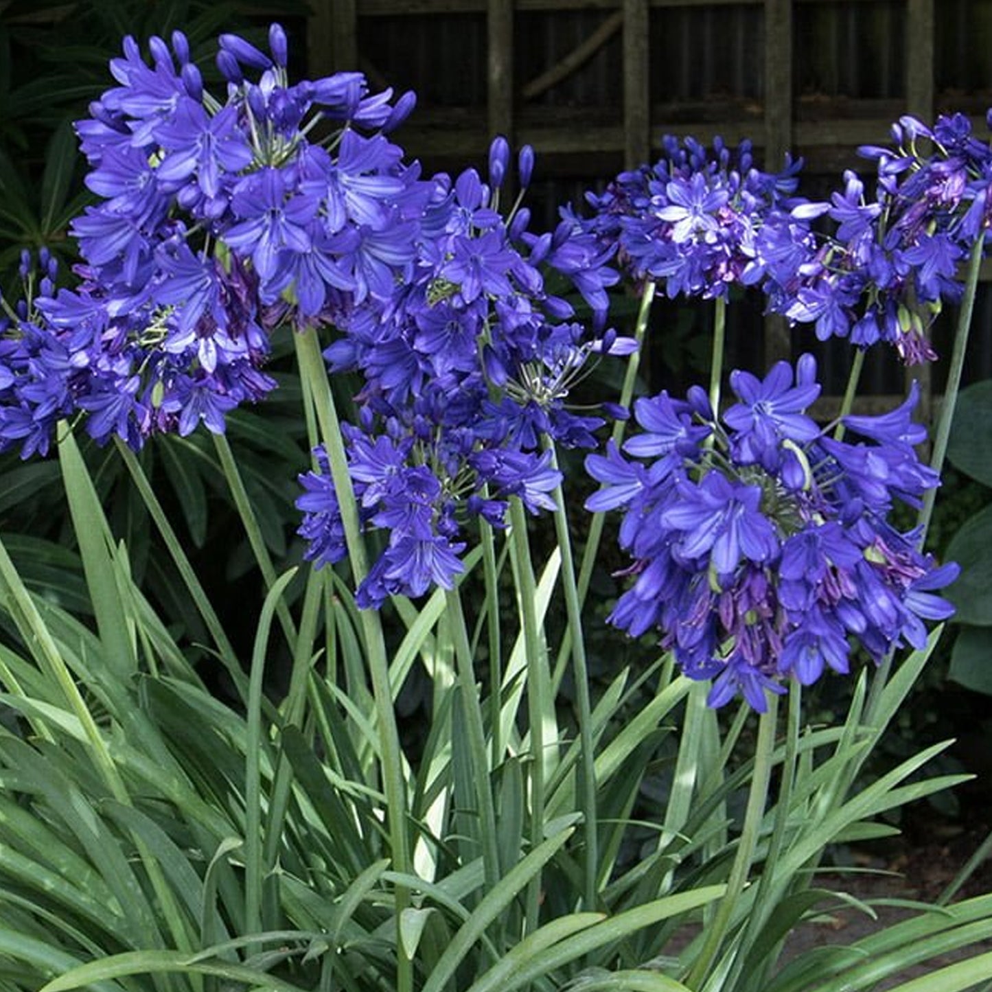 Agapanthus Flower of Love
