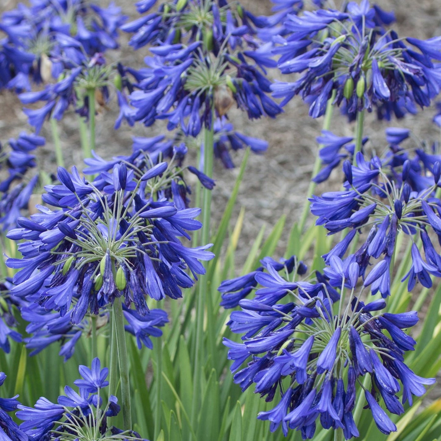 Agapanthus Flower of Love