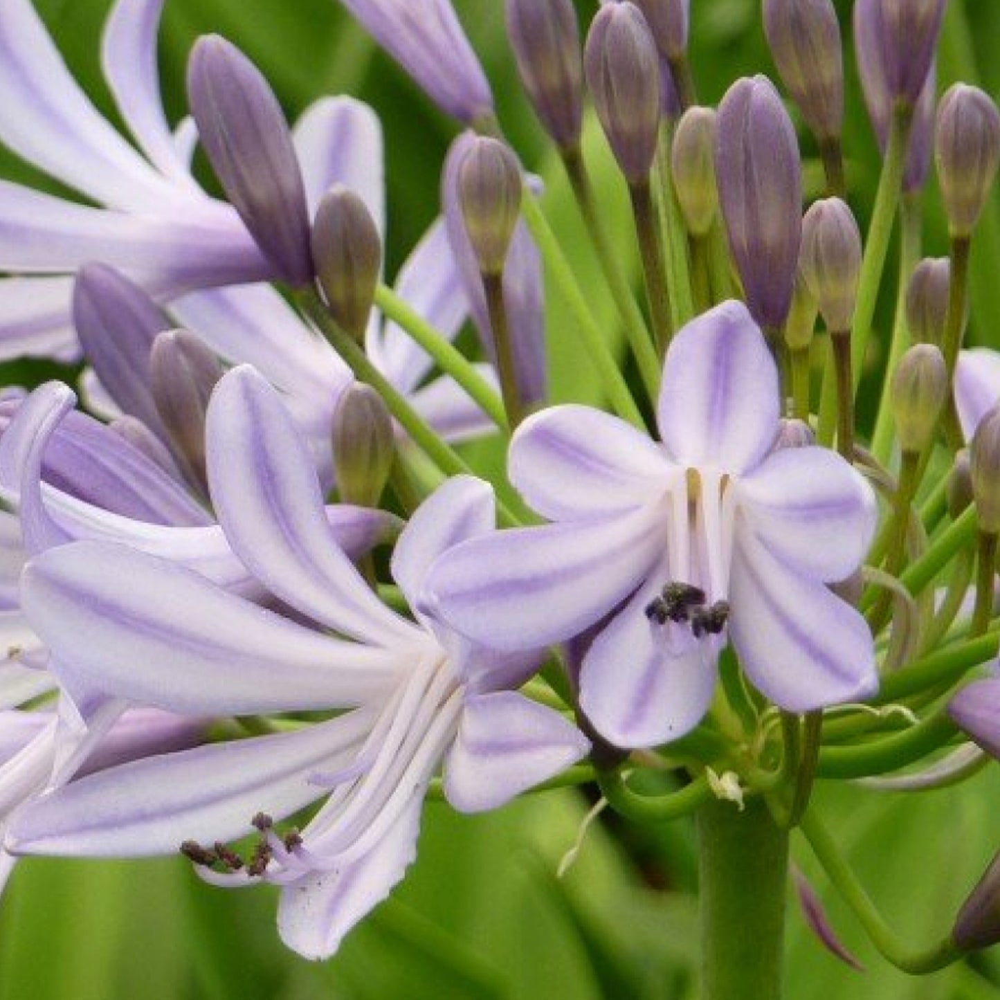 Agapanthus Megans Mauve
