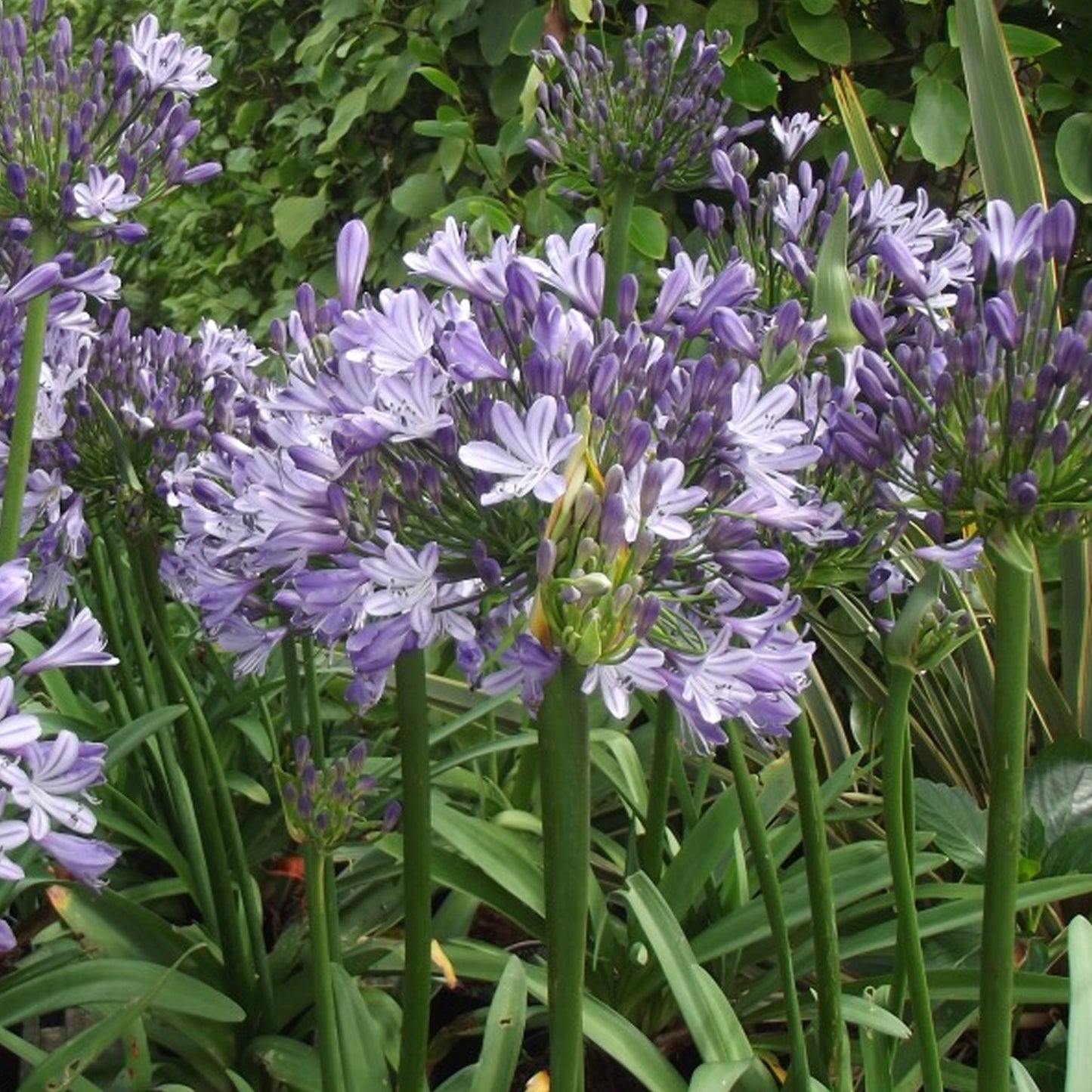 Agapanthus Megans Mauve
