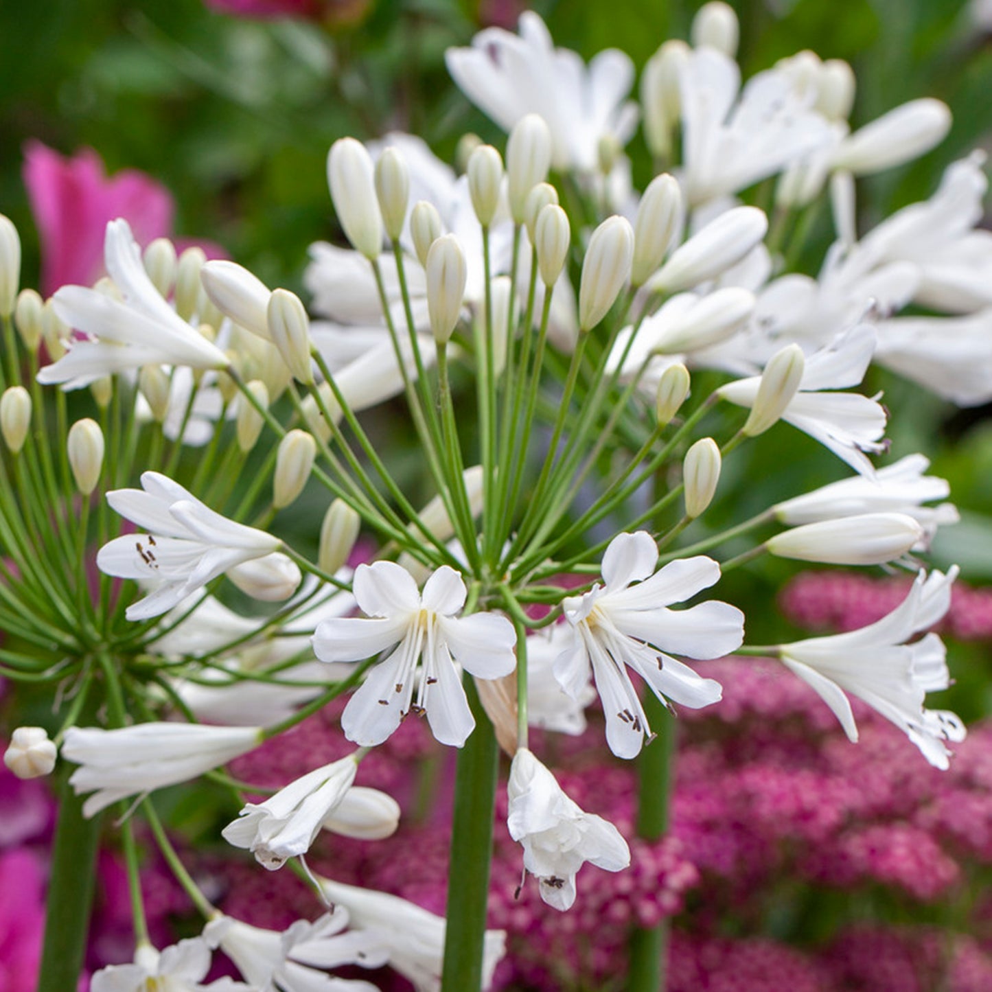 Agapanthus Snow Crystal