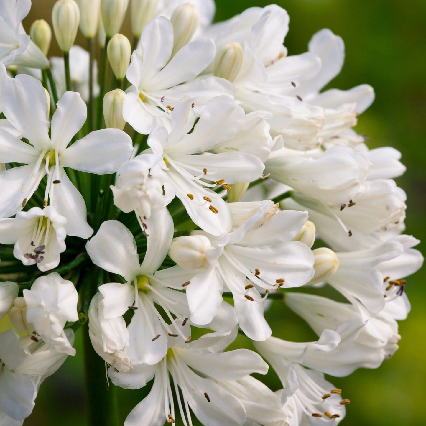 Agapanthus Snow Crystal