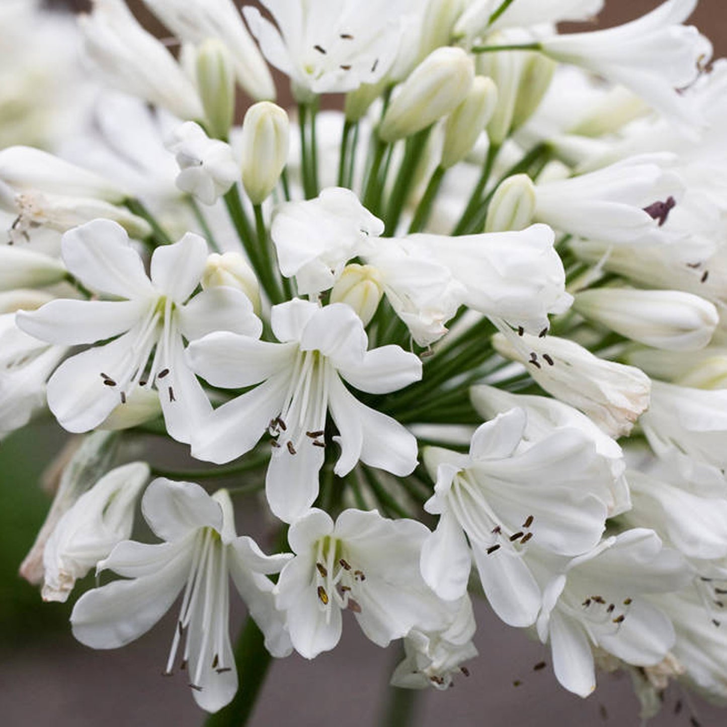 Agapanthus Snow Crystal