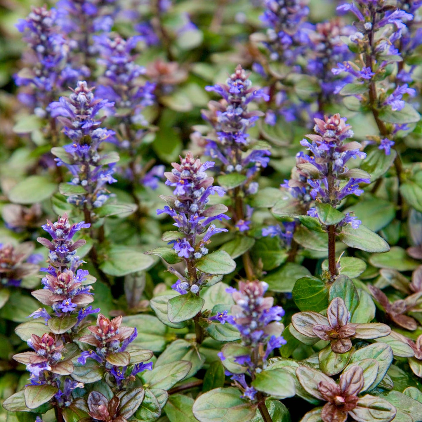Ajuga Chocolate Chip